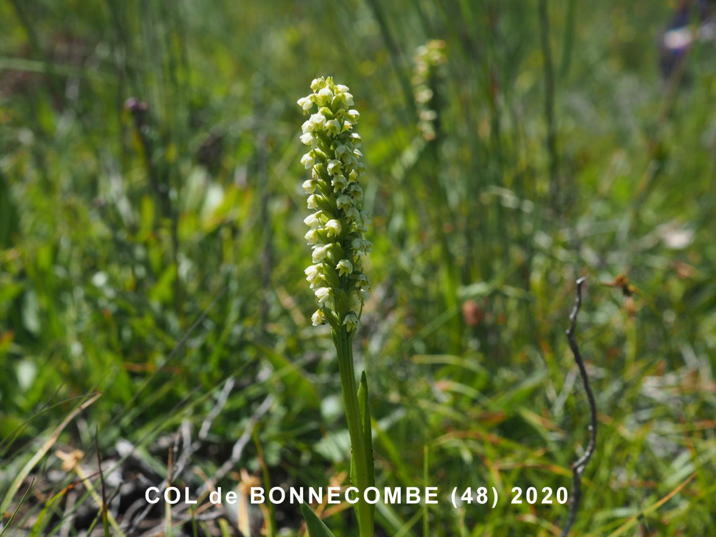 Orchid, Small White plant